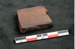 Foto (Seitenansicht) von Plantae indet.  (NHMW-GEO-2024-0188-10478)